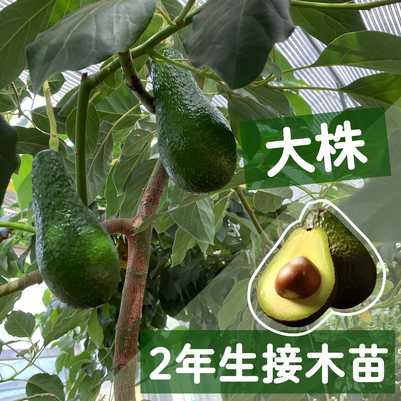 Amazon.co.jp: 【予約受付中】【2026年3月下旬～発送】アボカド ピン