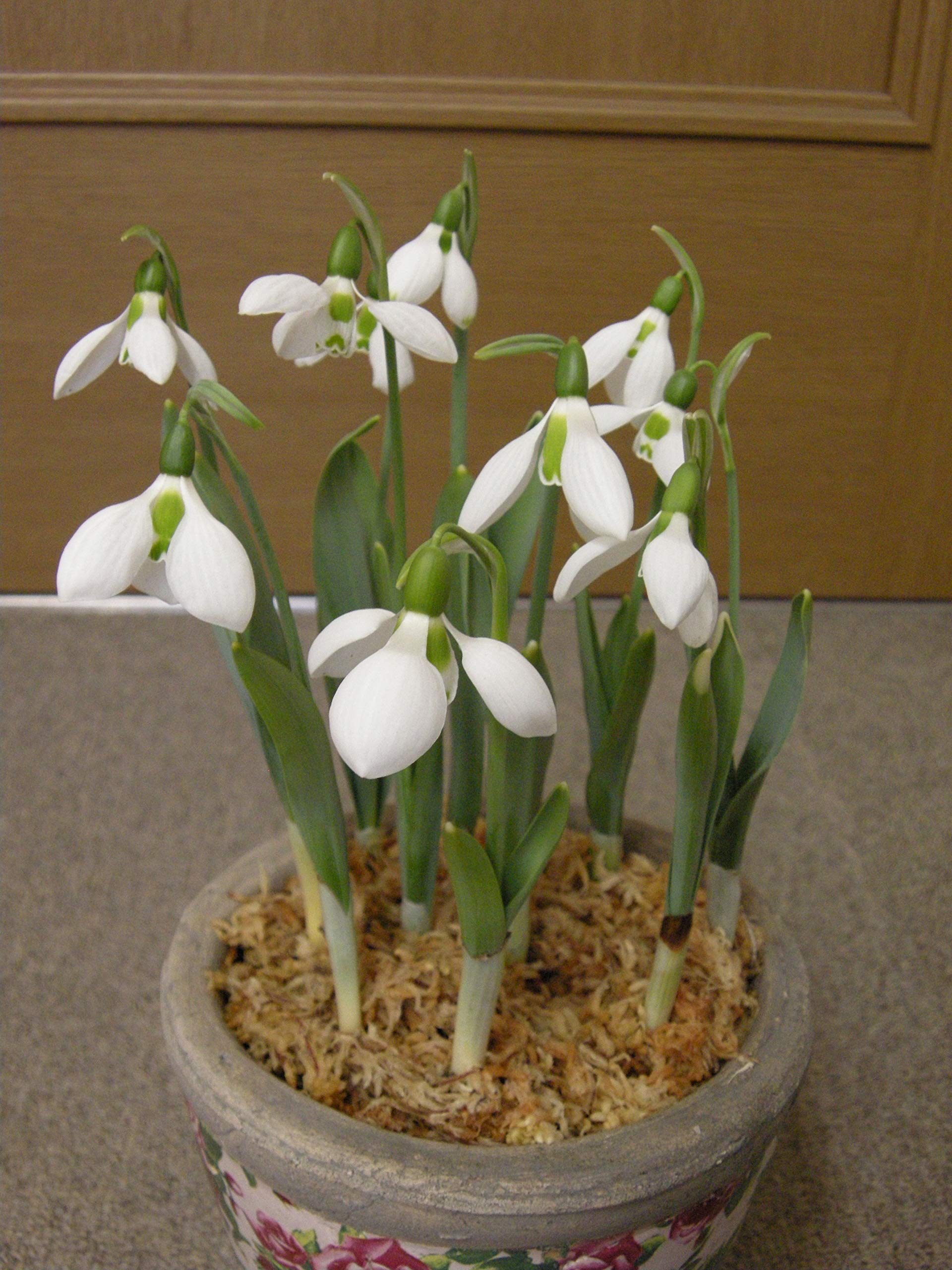 Amazon | 福花園種苗 スノードロップ(Galanthus)球根 20球セット