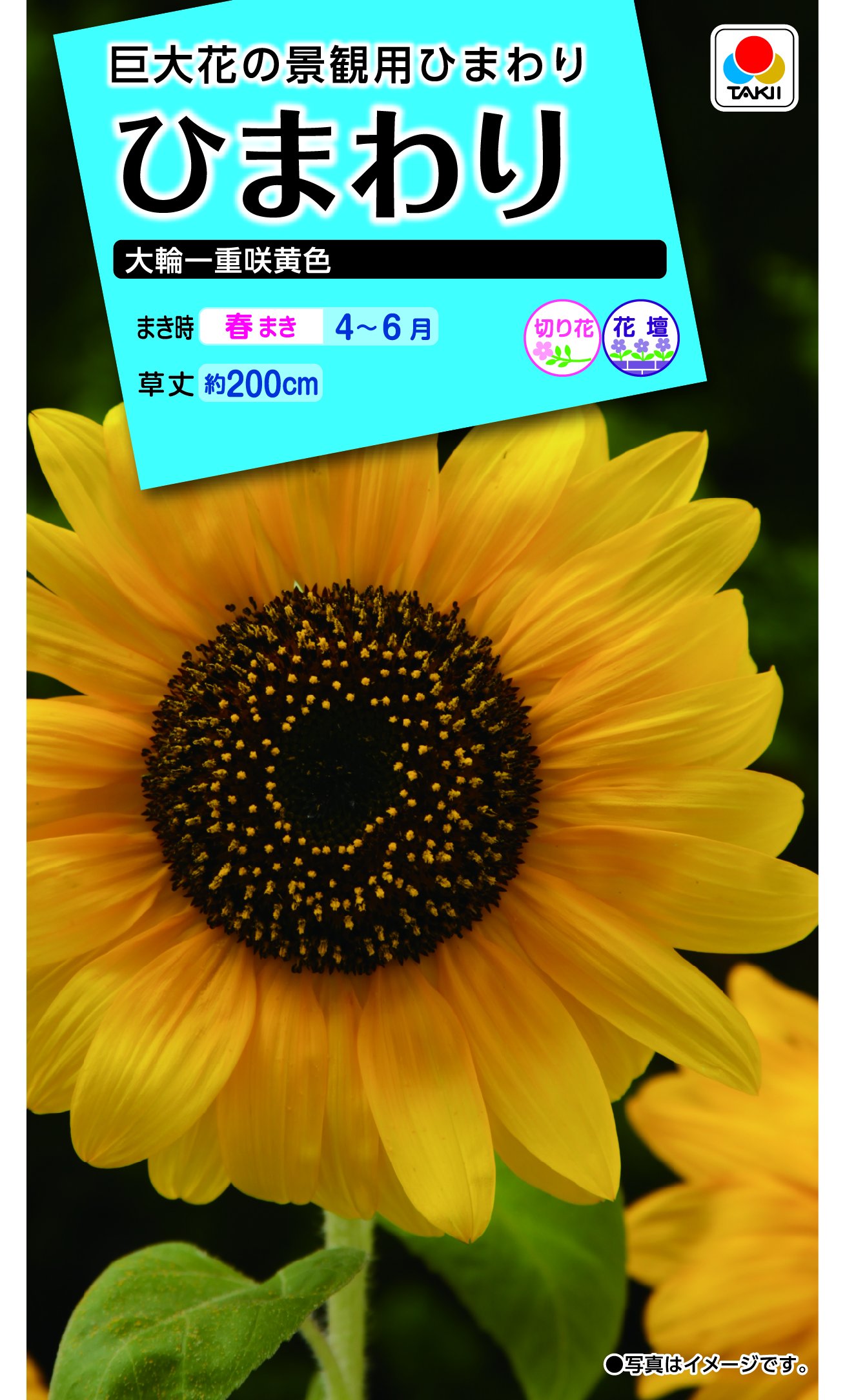 Amazon | タキイ種苗 ひまわり 大輪一重咲黄色 | 花