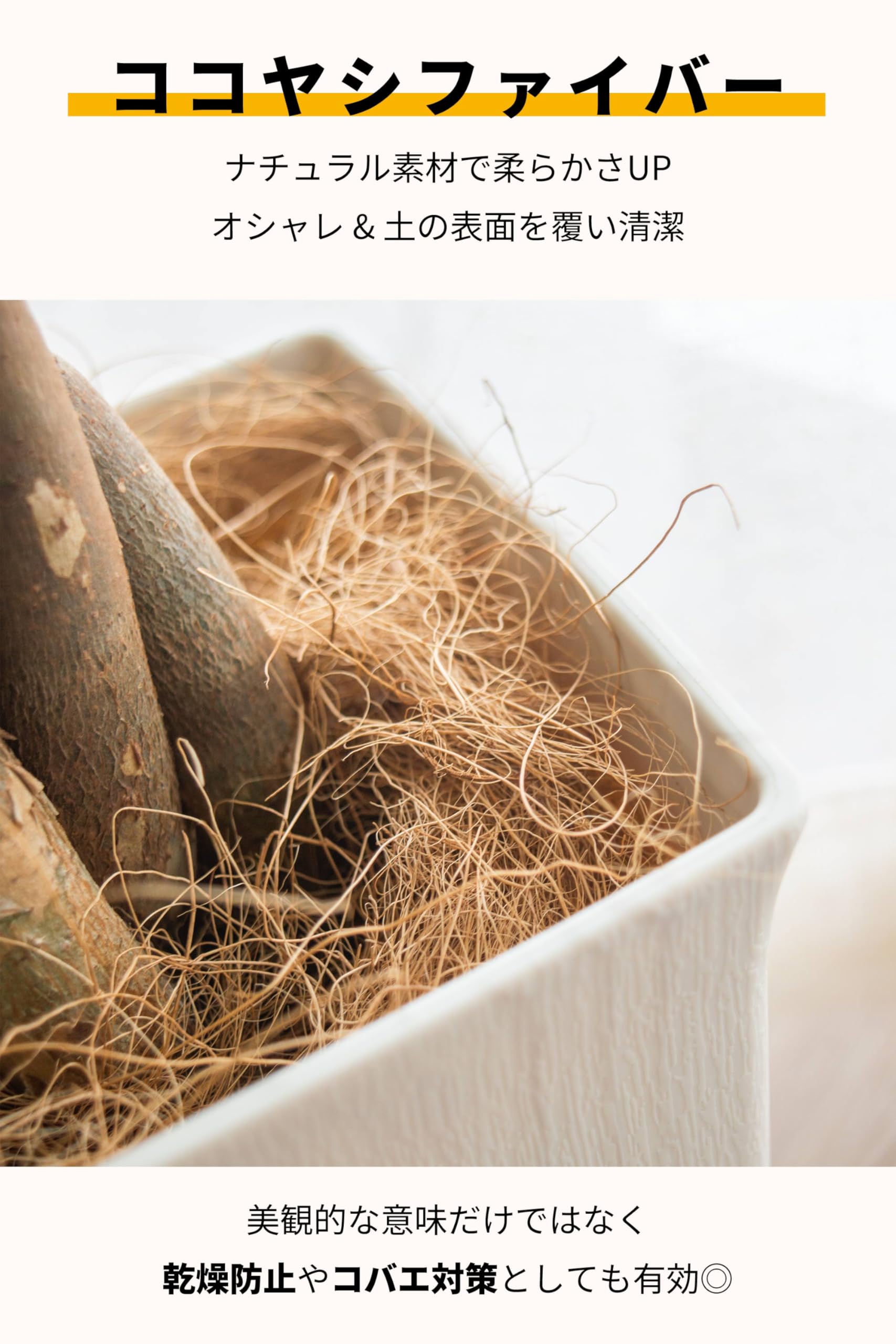 Amazon｜[ miipas ] パキラ 5号鉢 観葉植物 本物 ねじり 編み込み 幸運