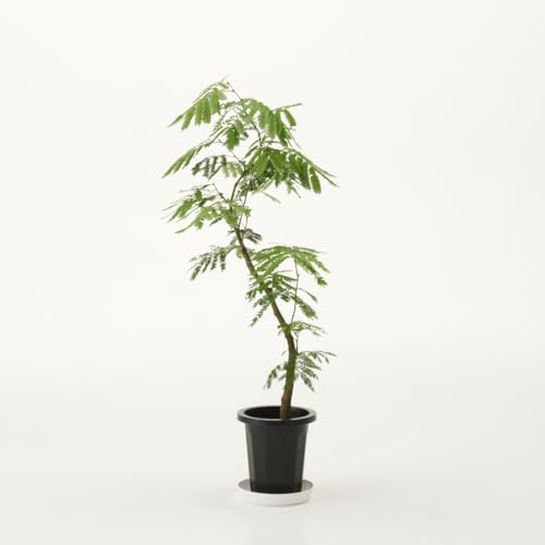 観葉植物 エバーフレッシュ 大型」の人気商品一覧 | 安い商品を通販