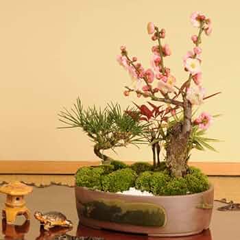 竹鳳 焼締変形盆栽鉢 貴風盆栽 小品盆栽 文人木 寄せ植え 山野草 竹鳳