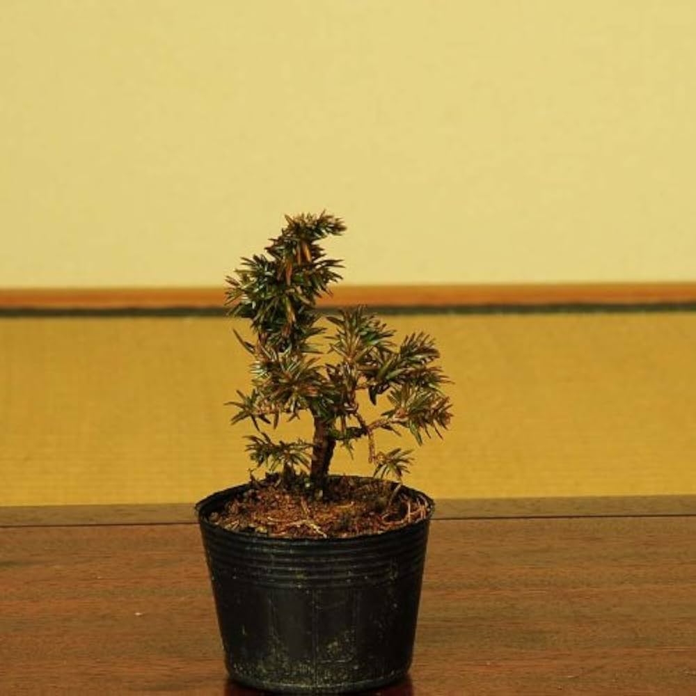 Amazon.co.jp: 遊恵盆栽 盆栽素材苗：紫杜松(トショウ) : DIY・工具