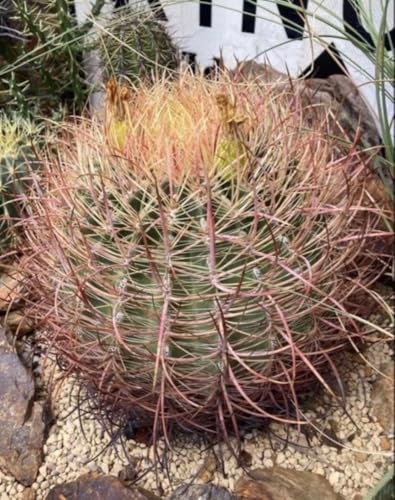 観葉植物 フェロカクタス」の人気商品一覧 | 安い商品を通販サイトから