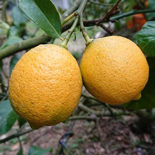 無農薬レモン｜安心の有機栽培！人気の美味しい国産レモンの通販
