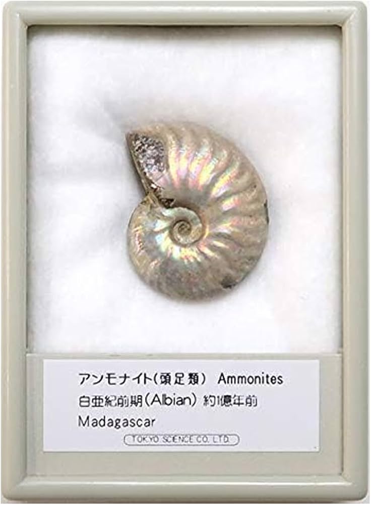 Amazon | SCIENCE 化石標本Ammonite, Rainbow Iridescent Fossil