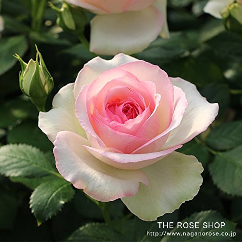 希少 薔薇苗 バラ苗 ロンドン。。。2年 1鉢 希少 薔薇苗 バラ苗