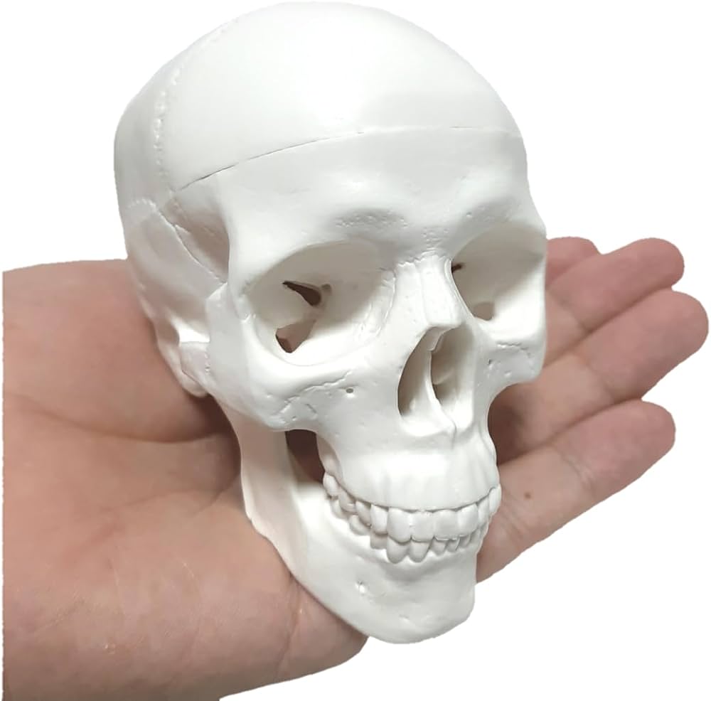 Amazon.co.jp: OWLIAN ミニ頭蓋骨模型 手のひらサイズなのに精巧で丈夫