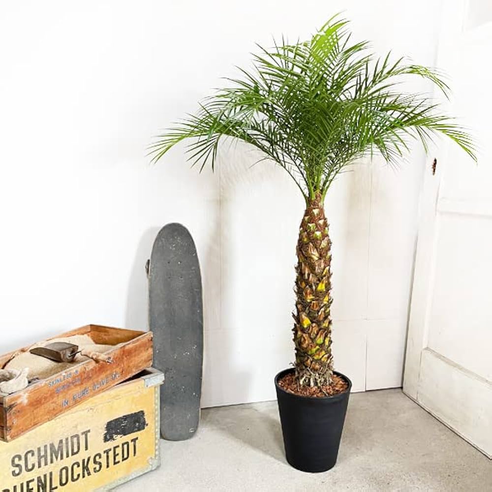 Amazon｜フェニックス ロベレニー ヤシの木 ブラックセラアート鉢植え
