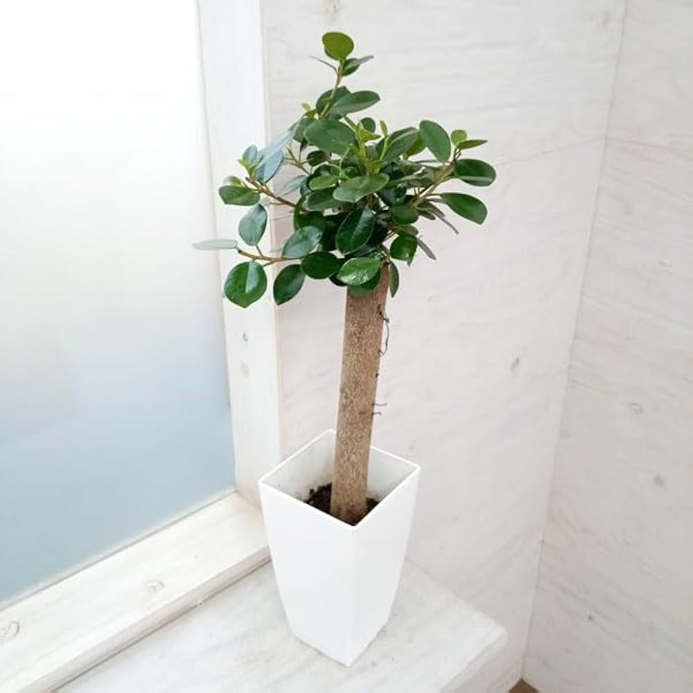 Amazon｜ガジュマル：パンダガジュマル 6号鉢植え*[かわいい植物