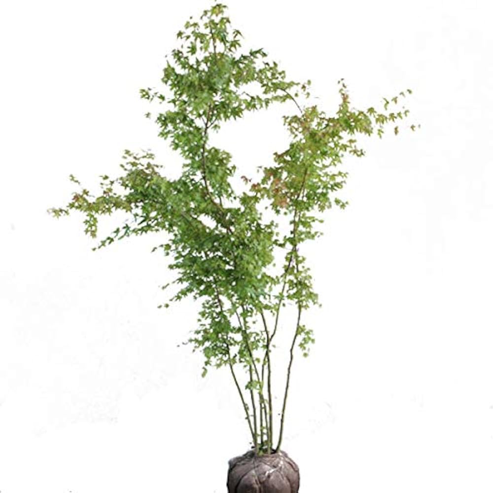 Amazon | 相馬グリーン(Somagreen) イロハモミジ 株立ち 樹高1.5~1.8m