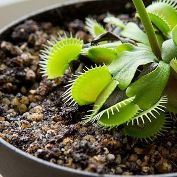 Amazon.com : Perfect Plants Carnivorous Plant Soil | Organic