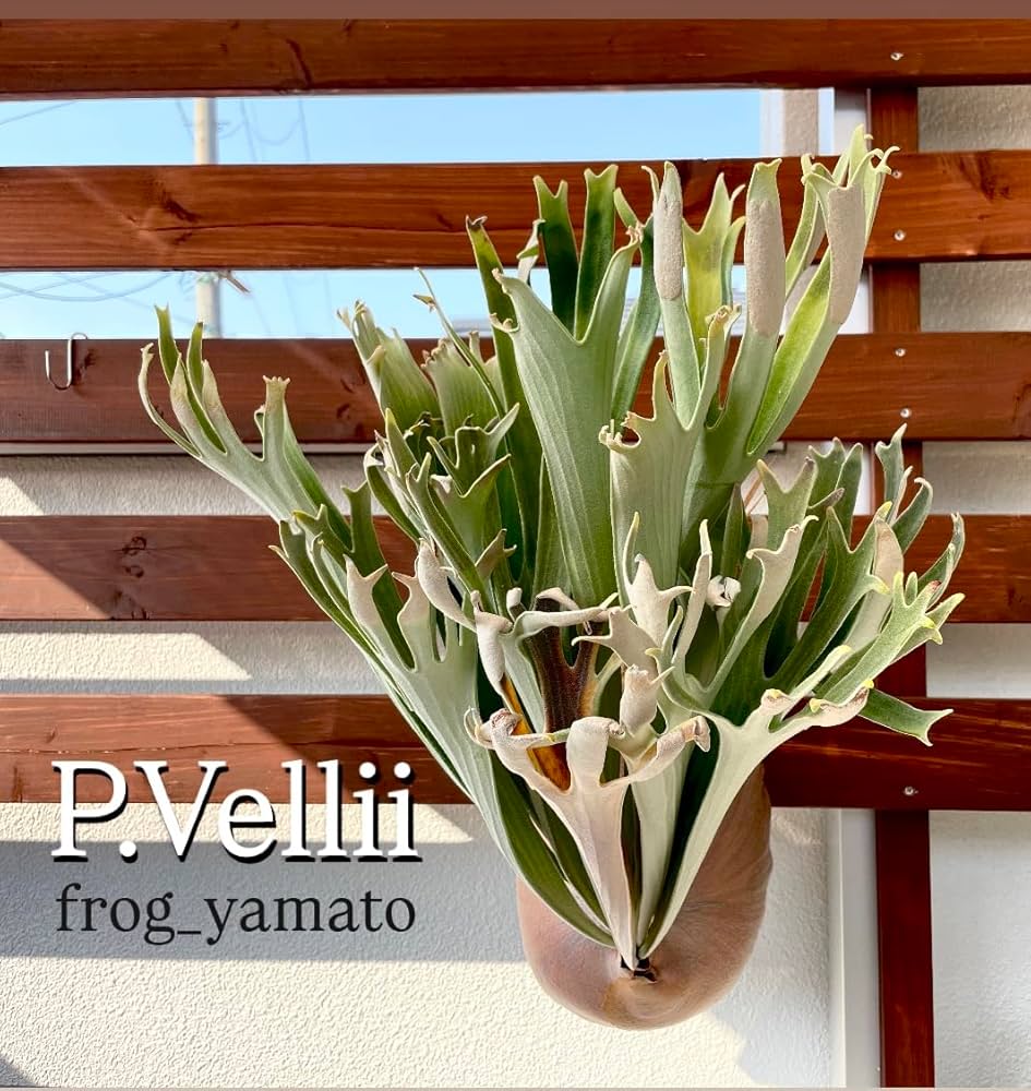 Amazon.co.jp: frog_yamato【vellii ベリー】hillii has × veichii