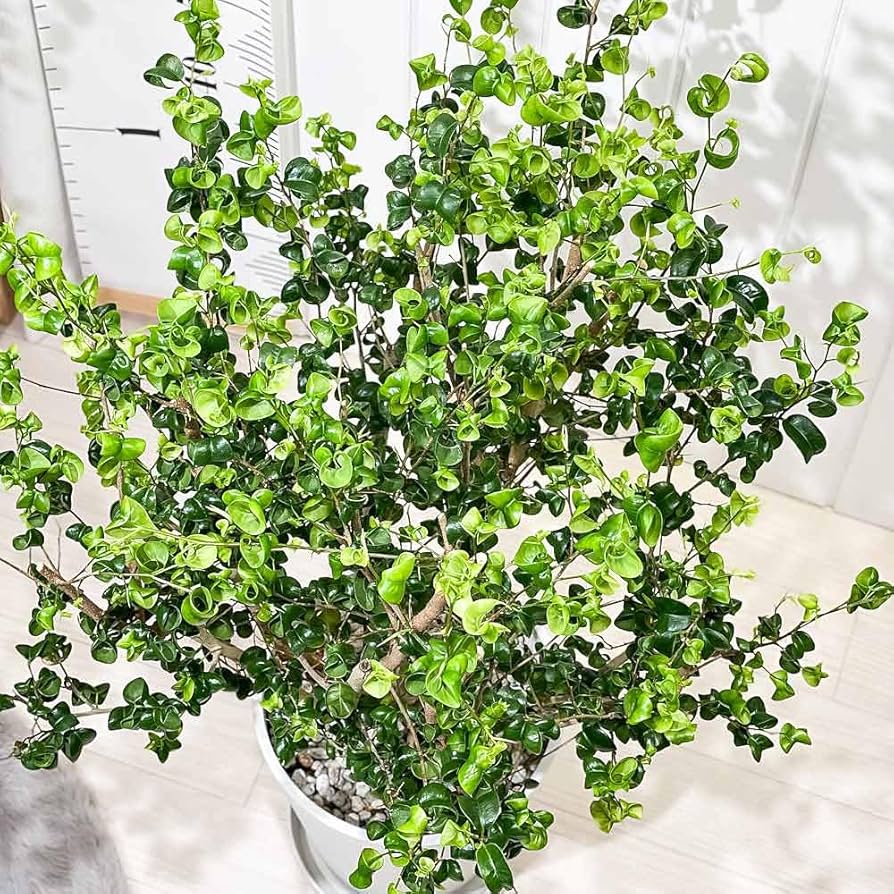Amazon｜PLANCHU 観葉植物 フィカス ベンジャミン バロック 8号鉢