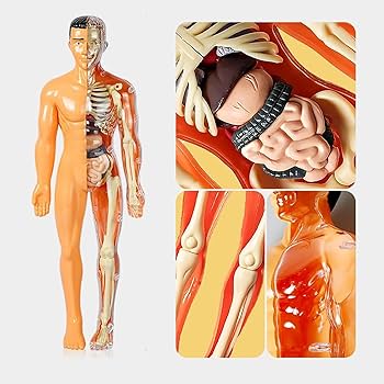 Amazon | 体の解剖学パズル - 早期に人間のおもちゃの骨格モデルセット