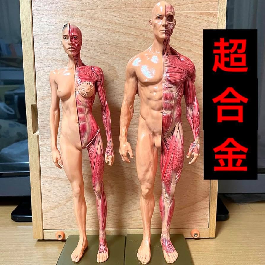 Amazon.co.jp: 人体模型 超合金 男女セット : 産業・研究開発用品