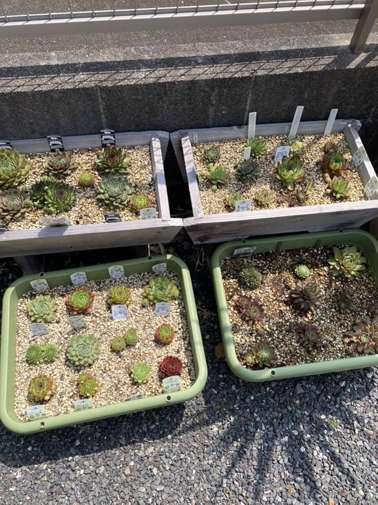 Amazon.co.jp: 多肉植物 センペルビウム 10種お名前付き : ホーム