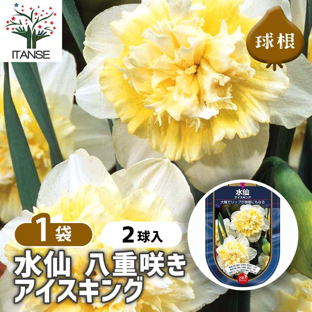 Amazon.co.jp: ITANSE 花球根 八重咲き水仙 アイスキング 2球