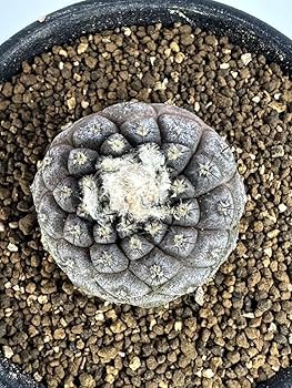 Amazon.co.jp: コピアポア 虎黒王 (Copiapoa tocopillana) 輸入カキコ