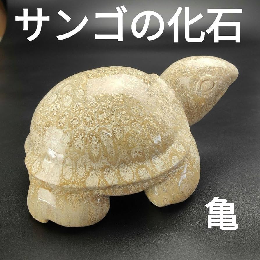 Amazon.co.jp: 1 サンゴの化石 亀 大 天然石 菊目石 珊瑚 コラール