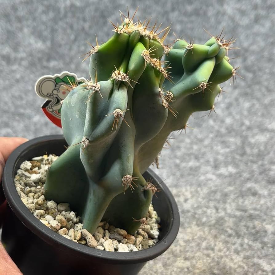 Amazon.co.jp: 鉢ごと発送セレウス 岩石獅子 Cereus jamacaru3.5号鉢