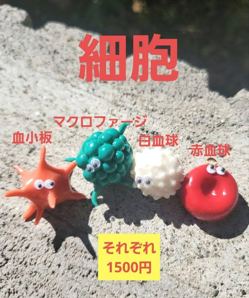 Amazon.co.jp: 細胞 血小板 マクロファージ 白血球 赤血球 臓器