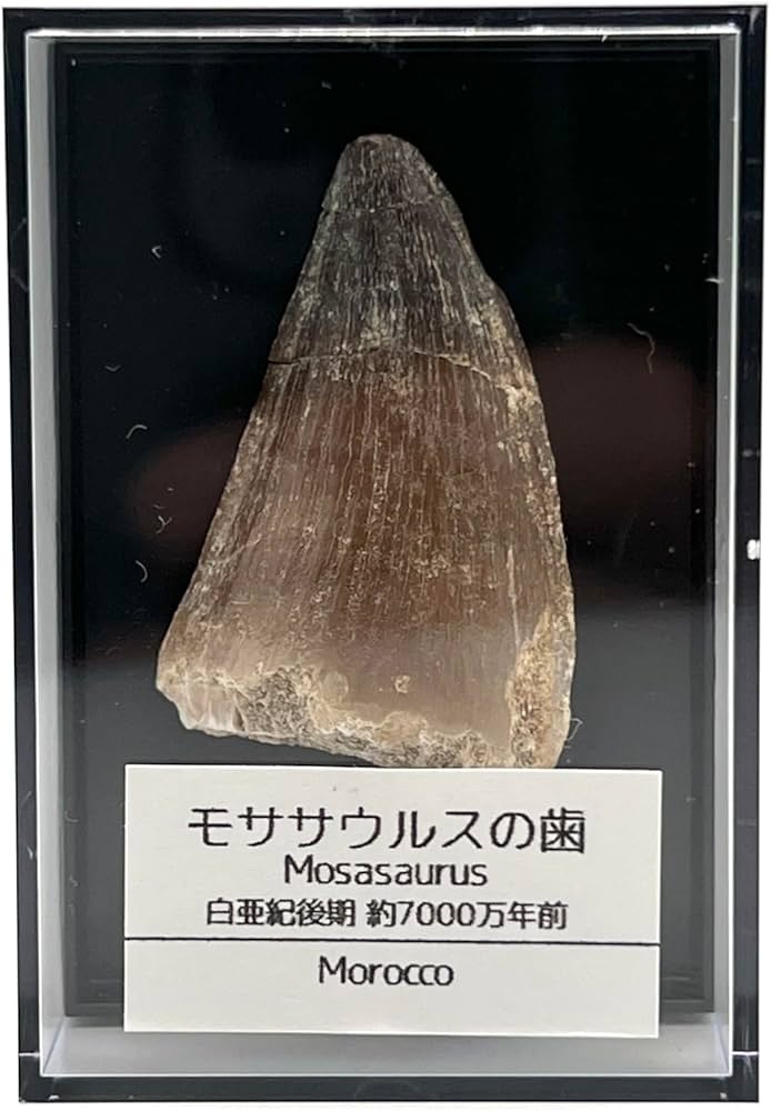 Amazon | つくしサイエンス モササウルスの歯 約35mm 化石 標本ケース