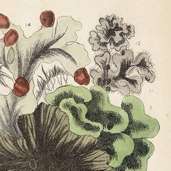 Amazon.co.jp: イギリス アンティーク ボタニカルアート 植物画 地衣類