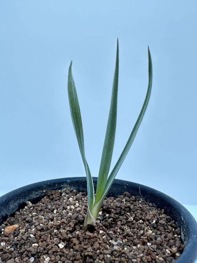 Amazon.co.jp: ジョシュア ツリー モハーヴェ砂漠 Yucca Brevifolia