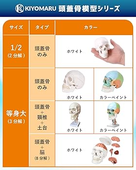 Amazon.co.jp: KIYOMARU カラー頭蓋骨模型 人体模型 頭蓋骨模型 理学