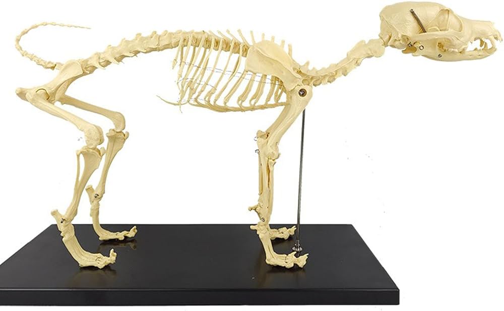 Amazon.co.jp: haoyunjianjiak犬の骨格標本のモデル動物の解剖学教育