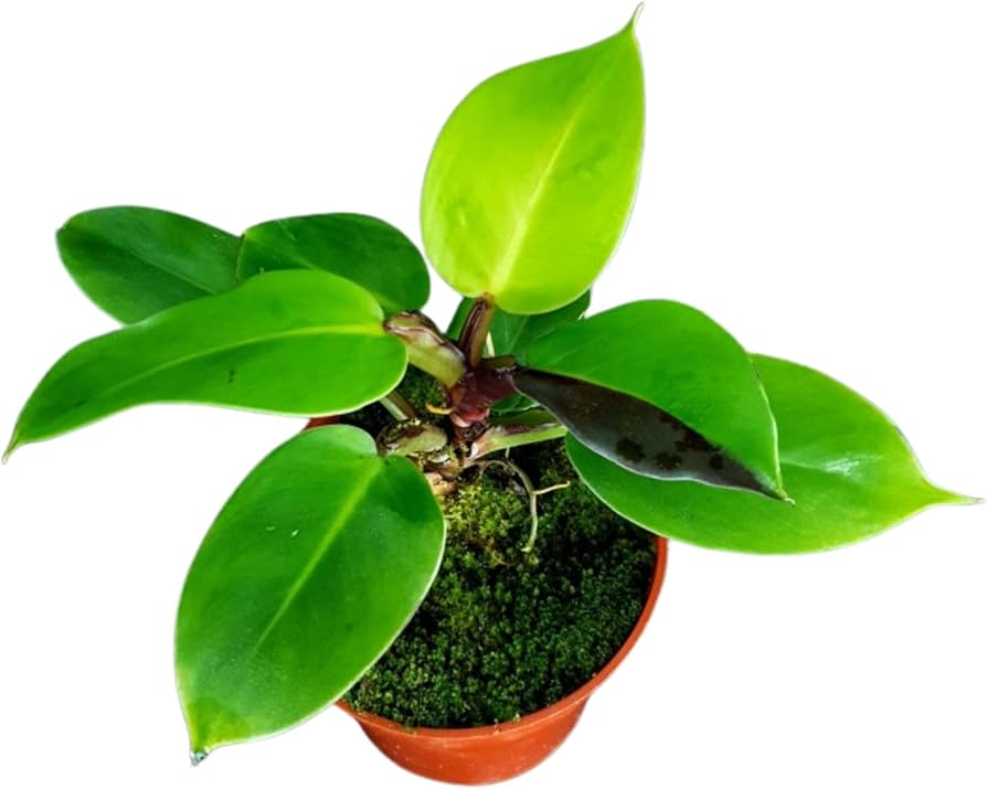 Amazon.com : Philodendron 'Yellow Flame' – 4” Live Plant