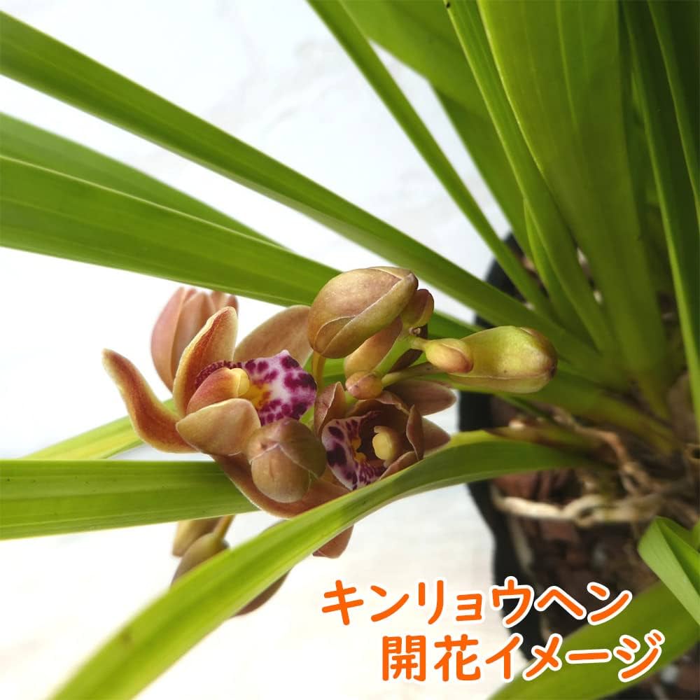 Amazon.co.jp: 【 花芽2個付き 】キンリョウヘン 苗 花（ 金稜辺
