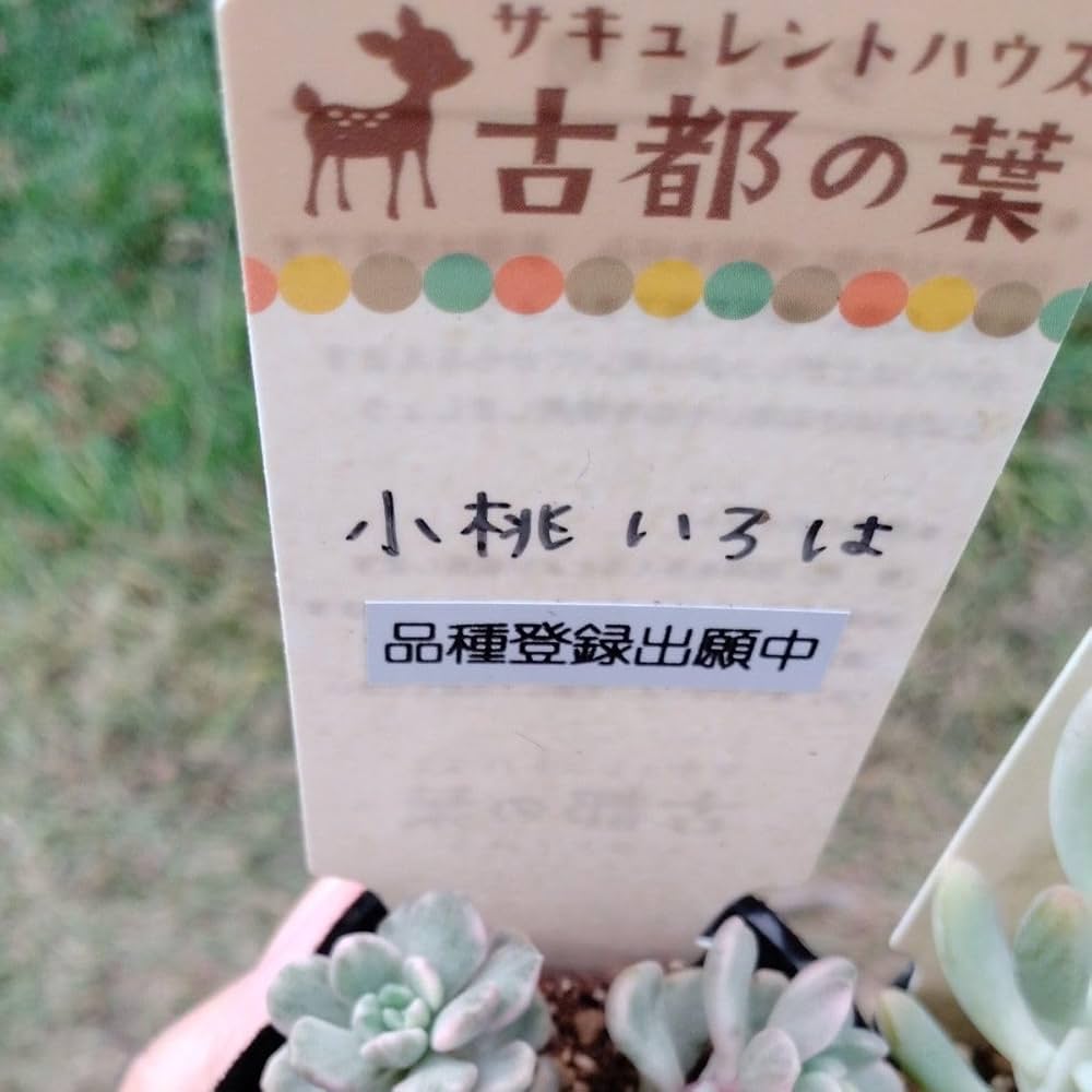 Amazon｜多肉植物 古都の葉苗札付き正規品小桃いろは、乙女心x