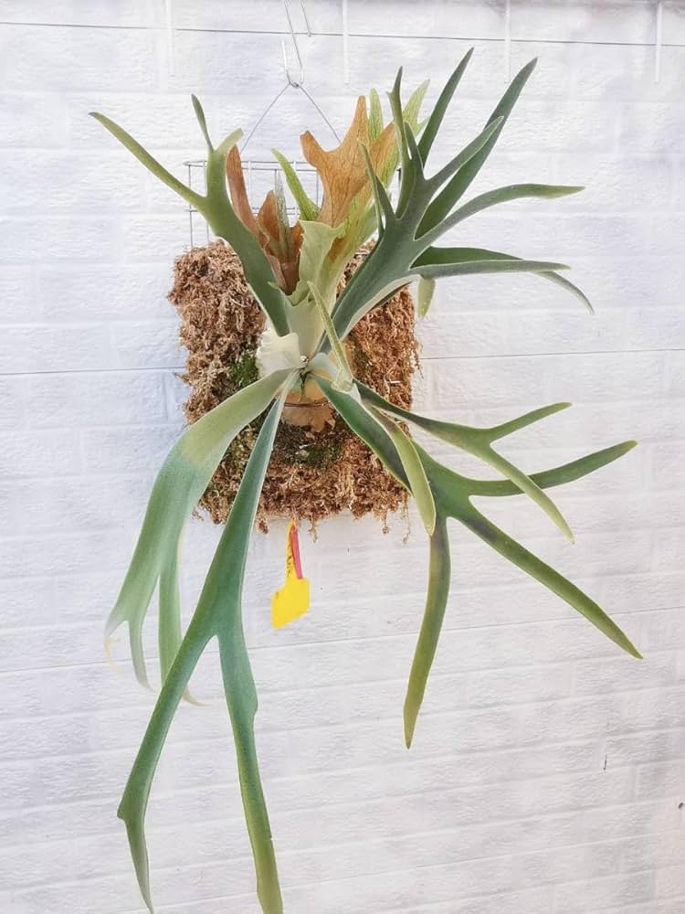 Amazon.co.jp: P.Wolverine(P.veitchii Auburn river × P.willinckii