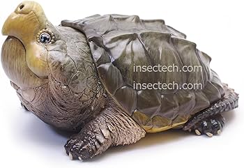 Amazon.co.jp: 【動物の惑星】ワニガメ フィギュア完成品