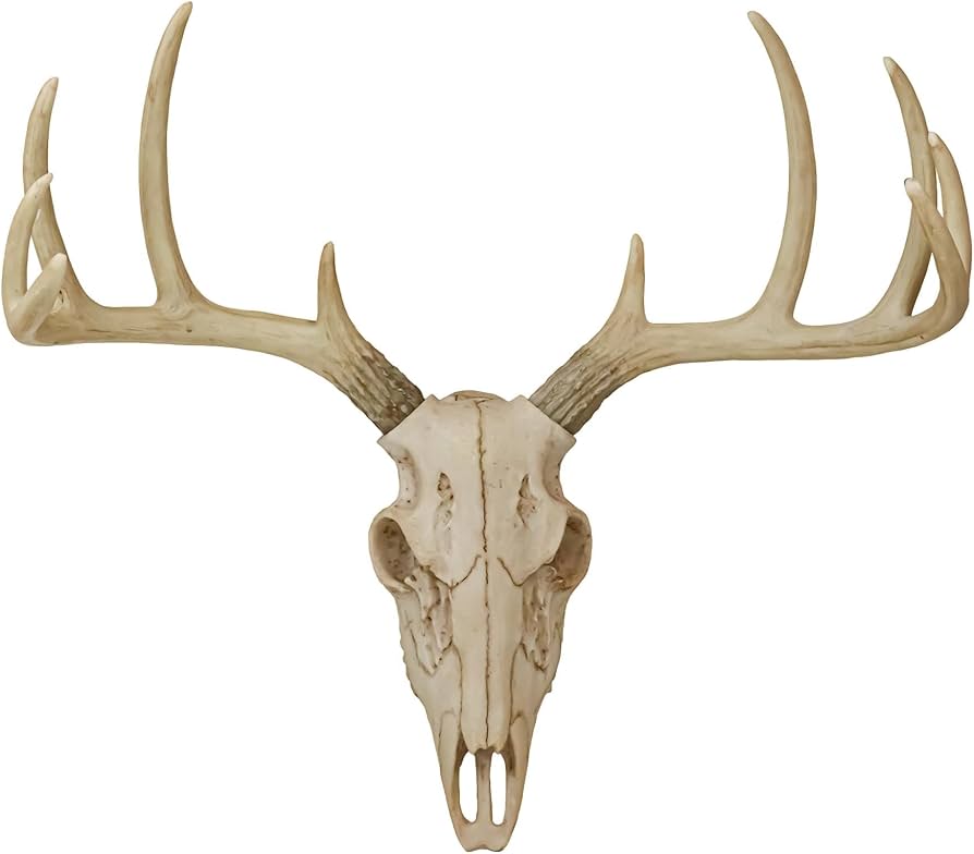 Amazon.com: Ebros Gift Rustic Hunter Deer 10 Point Buck Skull