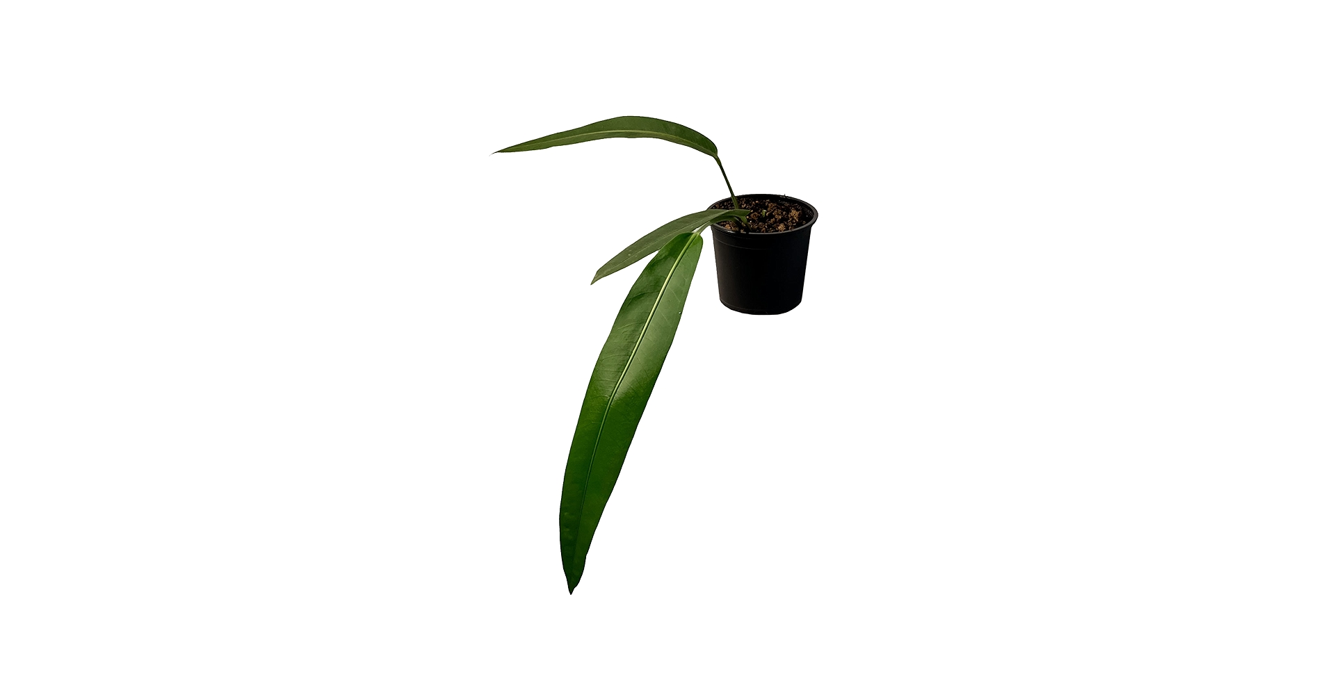 Amazon.com : LEAL PLANTS ECUADOR Anthurium SP Morona| Exotic