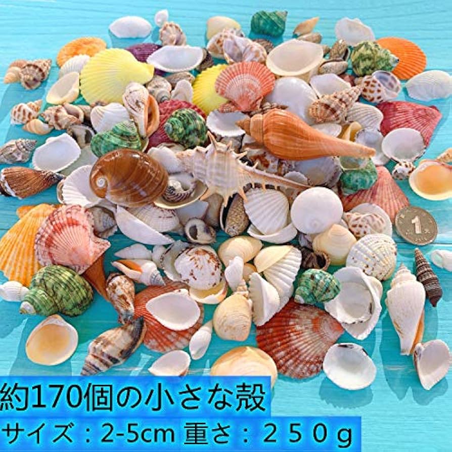 Amazon.co.jp: MUYYIKA カラフル 貝殻 アソート セット 天然素材