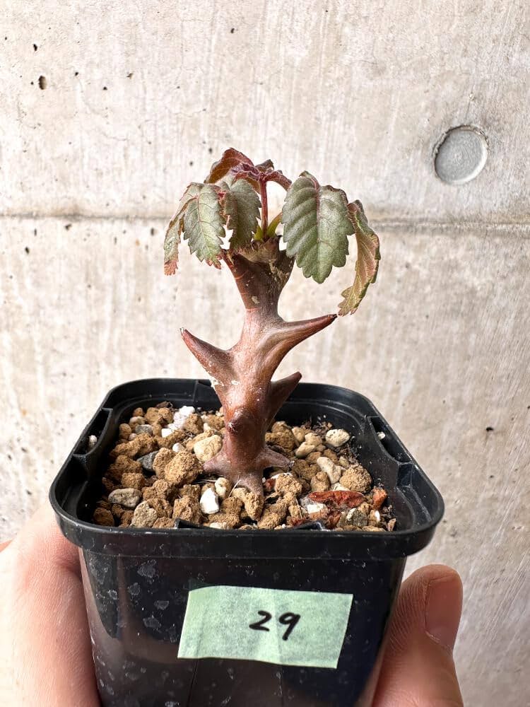 Amazon｜【現品限り】ベイセリア・メキシカーナ【C29】 Beiselia