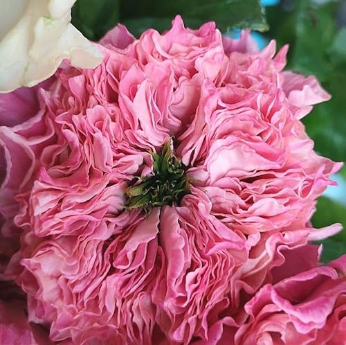 切り花 苗 バラ」の人気商品一覧 | 安い商品を通販サイトから探す