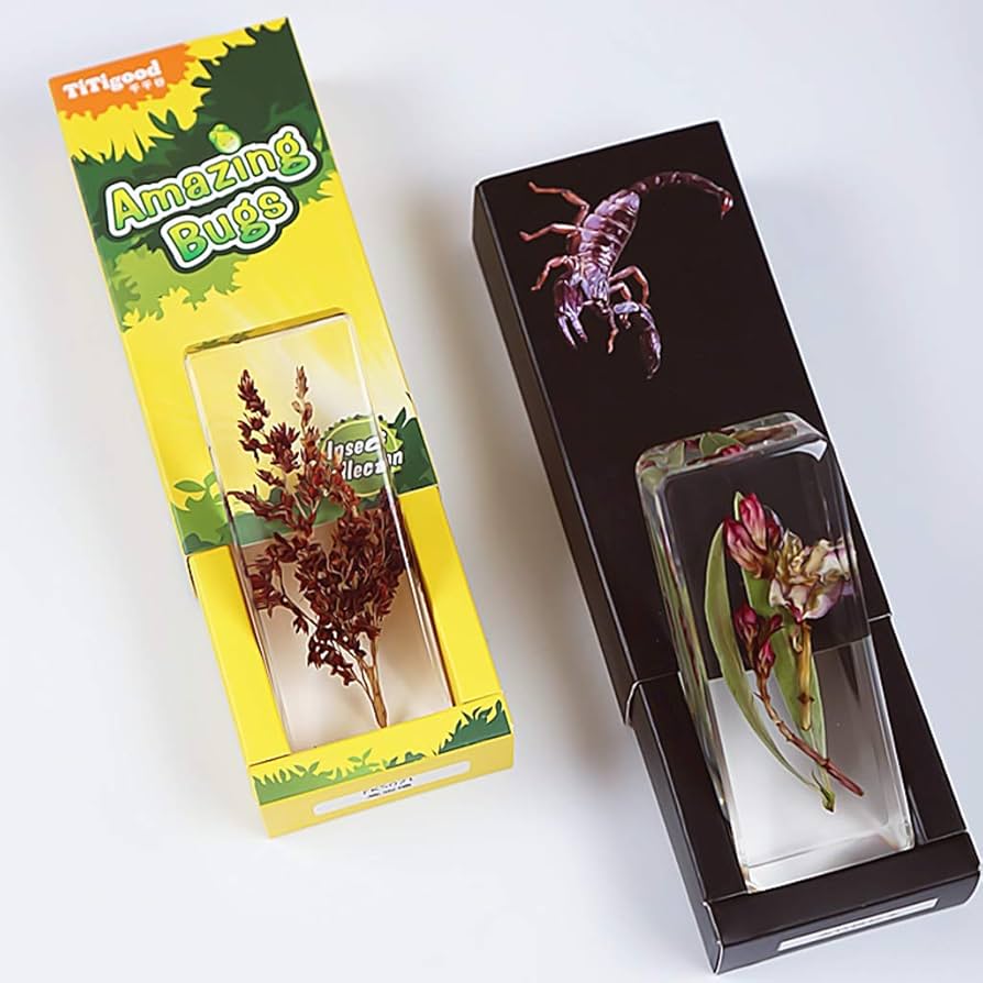 Amazon.co.jp: 植物樹脂標本,植物標本,生物学的教育,教育玩具,幼稚園の