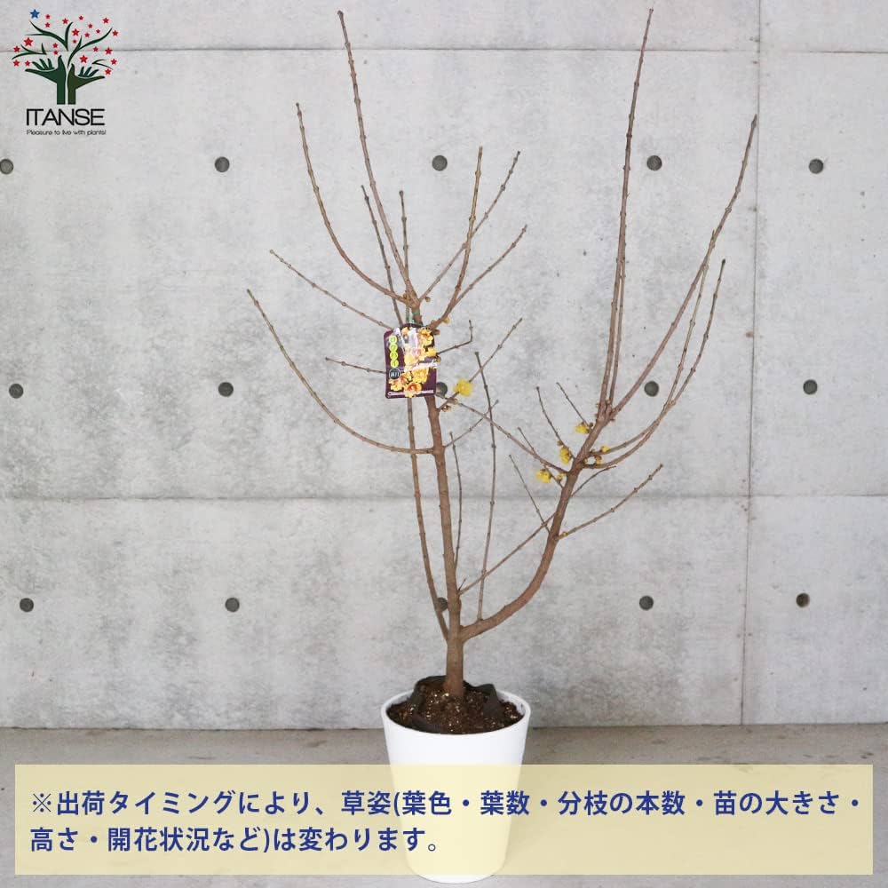 Amazon.co.jp: 満月ロウバイの苗 7号鉢大苗【品種で選べる花木苗/1個