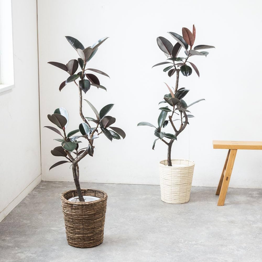 Amazon｜観葉植物 本物 フィカス・バーガンディ曲がり樹形 7号鉢
