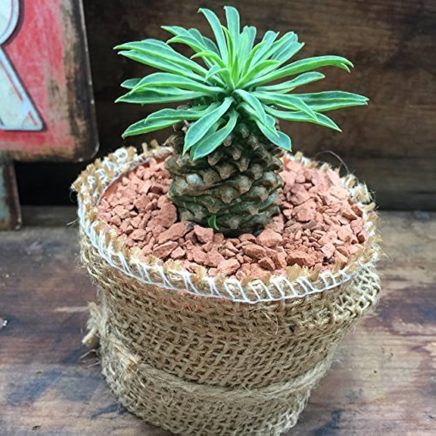 Amazon｜ソテツキリン パイナップルコーン 蘇鉄麒麟 多肉植物