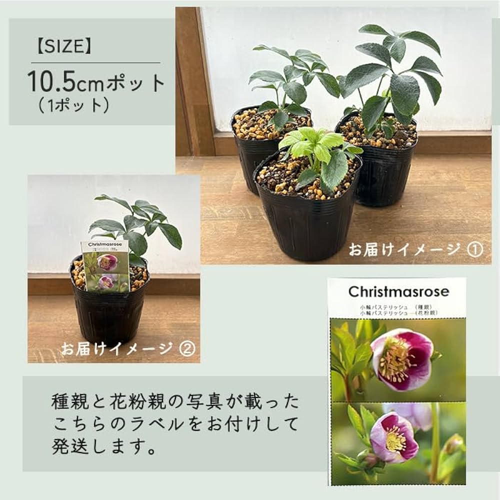 Amazon.co.jp: 予約販売 クリスマスローズ苗 パステリッシュストレイン