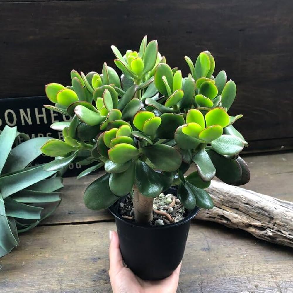 Amazon｜パリジェンヌ17 金のなる木 4号 花月 多肉植物 観葉植物 成金