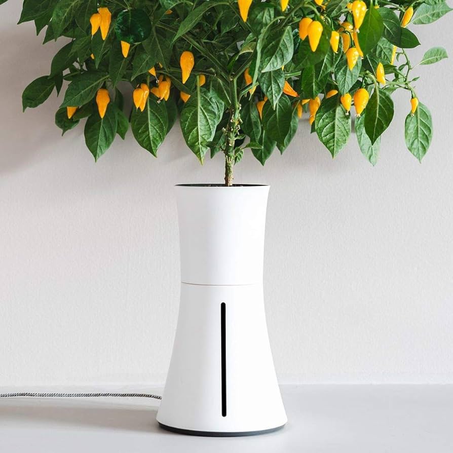 Amazon｜BOTANIUM(ボタニアム) 水耕栽培キット ローレルグリーン｜栽培
