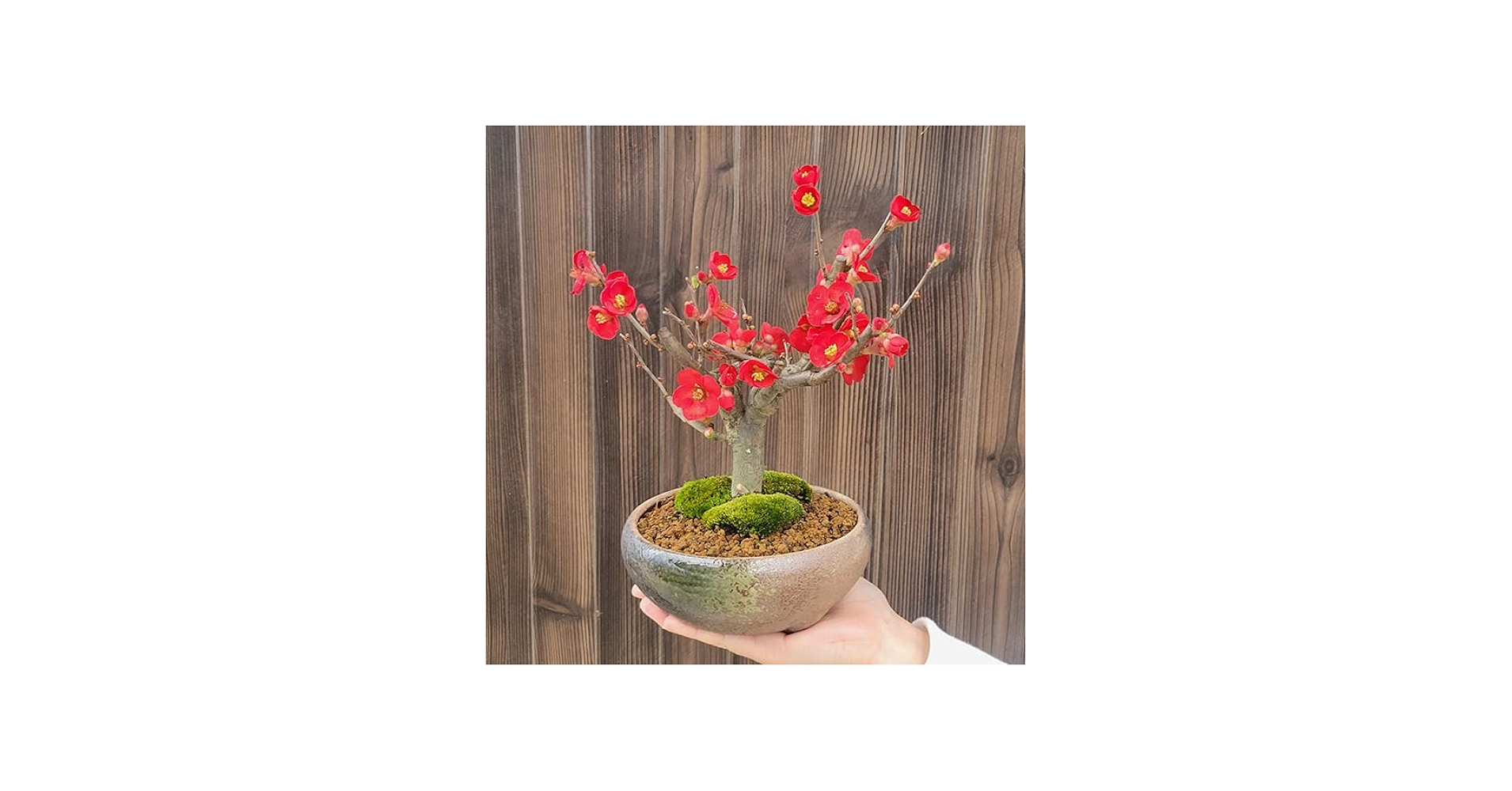 Amazon | 小品盆栽：木瓜の花 (瀬戸焼三彩鉢)*放春花ボケbonsai (黒潮