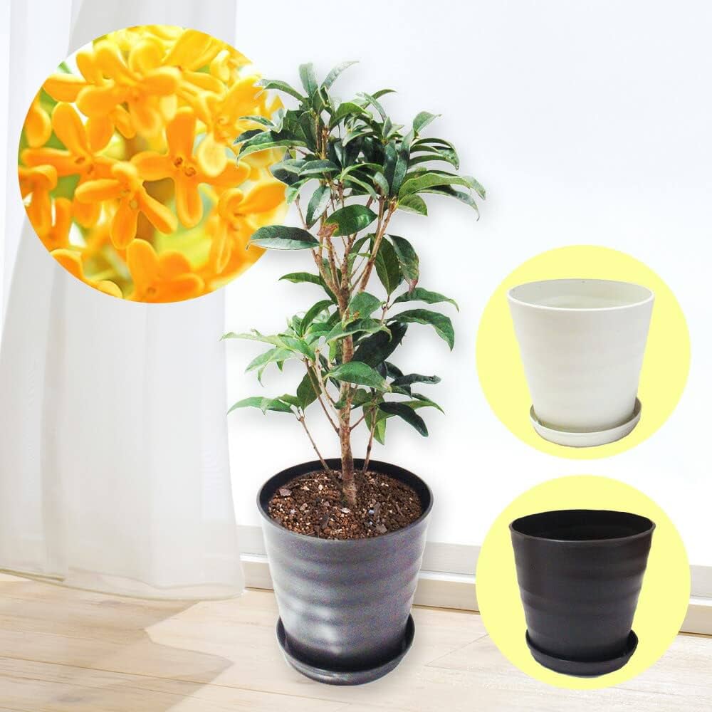 Amazon.co.jp: 【 植え替え不要 】選べる鉢色 キンモクセイ 【 金木犀